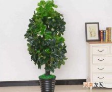 摇钱树直接插栽花盆里能活吗？摇钱树一直掉叶子是什么原因