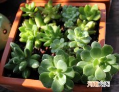 多肉叶子长出厚粉霜好不好？多肉植物养护要注意什么