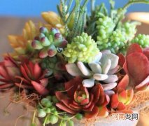 多肉长霉菌怎么处理？多肉隔玻璃为什么不出状态