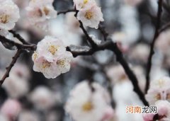 倒春寒钓鱼腥饵怎么做？倒春寒钓鱼的技巧