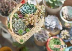 新手种多肉用什么花盆好？如何判断多肉植物是否服盆