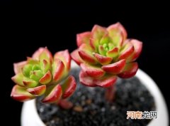 烂根的多肉怎么重新养？多肉苗种植后多久施肥