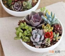 多肉只长根不发芽怎么补救？多肉的造型是怎么出来的