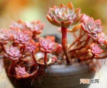 下雨前刚给多肉浇水了怎么办？多肉杆子长太高了怎么办