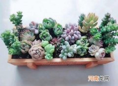 5度以下不能露养的多肉有那些？多肉有毒吗能放室内吗