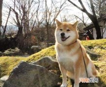 买柴犬怎么识别不被骗？柴犬串串多少钱一只