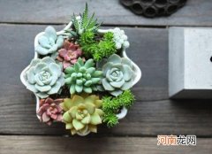 多肉露养下霜怎么办？零上3度多肉还可以露养吗