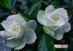 栀子花从下往上黄叶是怎么回事？栀子花可以一直水培吗