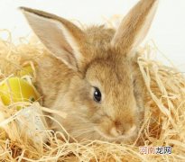 小兔子全身发抖是怎么回事？母兔子为什么咬小兔子