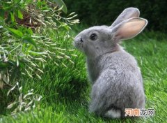 兔子怀孕多久生兔宝宝？兔子需要做绝育手术吗