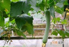 种植丝瓜怎么预防丝瓜畸形？丝瓜怎么催芽生芽快