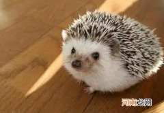 刺猬冬眠什么时候结束？刺猬冬眠吃东西吗