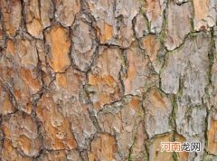 松树皮适合养哪些植物？怎样判断松树皮发酵好了