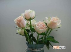 醒花可以用塑料桶吗？醒花先剪根还是后剪根