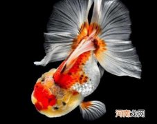 金鱼尾巴卷起来是什么引起的？金鱼尾巴烂成了丝丝会死吗