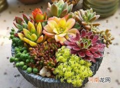 多肉叶子怎么养肥厚？多肉长长了怎么剪