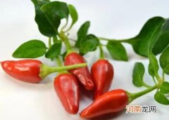 辣椒可跟哪些农作物混种增产？辣椒苗期问题如何才能避免
