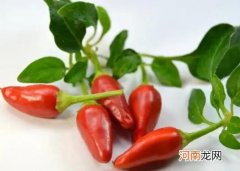 辣椒可跟哪些农作物混种增产？辣椒苗期问题如何才能避免