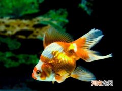 金鱼可以加温养吗？金鱼失鳔怎么补救