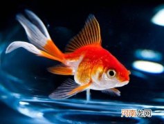 金鱼饿了的时候有什么反应？金鱼要每天都喂吗