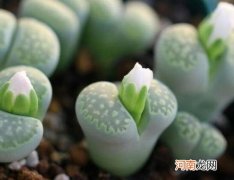 多肉小苗怎样才养长得旺盛？多肉小苗多大可以晒太阳