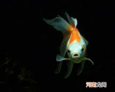 天气热了怎么防止鱼死？鱼缸怎么去除腥味比较好