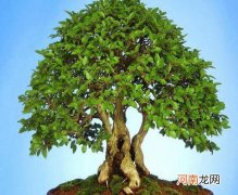 摇钱树怎么养长得旺盛？摇钱树一直掉叶子还能不能补救