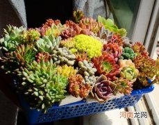 多肉叶子怎么变红？立夏种多肉那些时要注意的