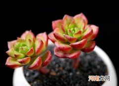 多肉放什么肥料长得快？多肉叶子晒伤了可以恢复吗