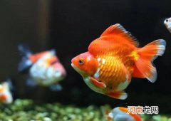 养金鱼没有氧气泵怎么办？金鱼怎么分公母