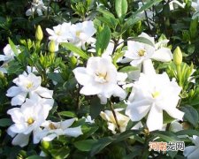 栀子花扦插需要注意什么？为什么要给栀子花换盆