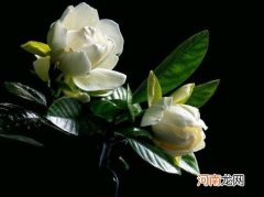 栀子花为啥会烂根？栀子花黑叶了是怎么回事