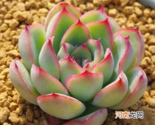 多肉植物为什么总是从根部烂起？多肉营养液制作方法有哪些