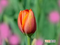 水培郁金香可以用塑料瓶吗？水培郁金香可以用自来水吗