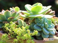 花露水可以去多肉虫子吗？多肉叶片消耗突然变快正常吗