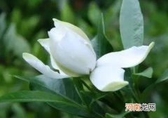 扦插的栀子花容易成活吗？栀子花什么时候都可以换盆吗