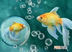 金鱼断尾还会再生吗？小金鱼尾巴为什么会黑