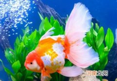 金鱼怎么喂不饱？金鱼多大算成年