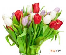 水培郁金香要放在阳光下吗？水培郁金香放在室内有毒吗