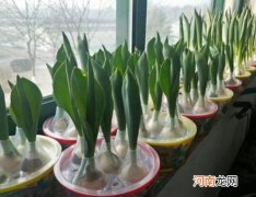 水培郁金香开花一次会死吗？水培郁金香多久开花