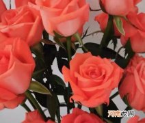 鲜花的网套有什么作用？鲜花醒花用什么水