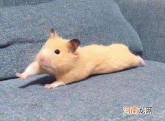 仓鼠吃米要洗吗？仓鼠到处撒尿怎么办