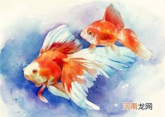 怎么判断金鱼是缺氧还是饿了？金鱼吃多了会撑死吗