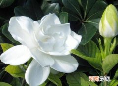 生根粉水可以浇栀子花吗？水培栀子花需要晒太阳吗