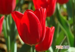 水培郁金香用什么水好？水培郁金香发芽到开花要多久