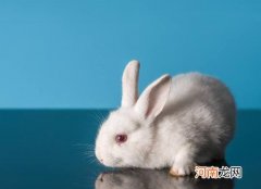 兔子睡觉闭眼睛吗？兔子眼睛发炎怎么办