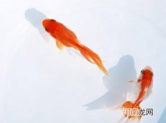 金鱼水面上很多泡泡是怎么回事？金鱼为什么都浮在水面上的张着嘴呼吸