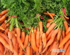 胡萝卜最晚什么时候种？如何用胡萝卜制作肥料