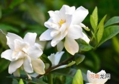 栀子花怎么种才能活？栀子花叶子发黑该怎么补救