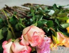 醒花的温度多少最合适？醒花去掉了叶片会怎么样